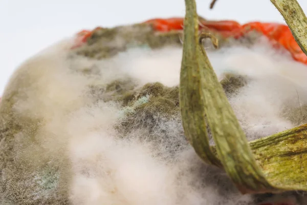 Textur Aus Weißem Und Grünem Schimmel Auf Einer Tomate Pilz — Stockfoto