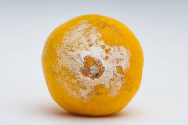 Texture of lemon with mold on a white background. A rotten lemon. Improper storage of food. Fungus with molds on citrus.