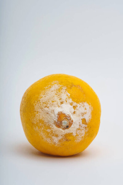 Texture of lemon with mold on a white background. A rotten lemon. Improper storage of food. Fungus with molds on citrus.