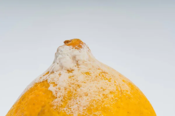 Limón Con Moho Sobre Fondo Blanco Limón Podrido Almacenamiento Inadecuado —  Fotos de Stock