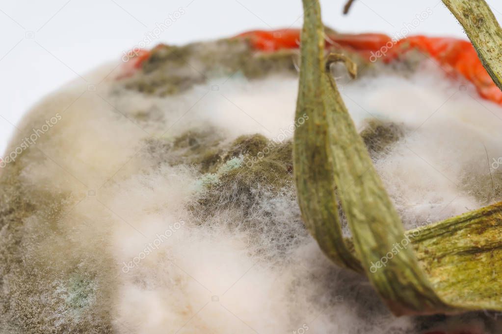 Texture of white and green mold on a tomato. Fungus with molds on spoiled tomato. Spoiled dried tomato on a white background.