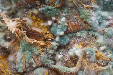 Ananas yüzeyinde kalıp ile yeşil mantar. Şımarık, çürümüş bir ananas. Meyve yanlış depolama ve taşıma.