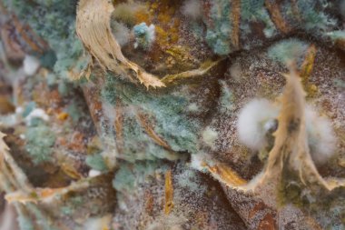 Ananas yüzeyinde kalıp ile yeşil mantar. Şımarık, çürümüş bir ananas. Meyve yanlış depolama ve taşıma.