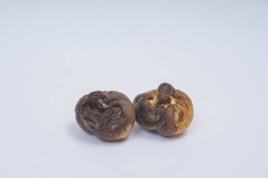 Beyaz bir arka planda şımarık mantar champignon. Kurutulmuş yenilebilir mantar. Gıdaların uygunsuz depolanması. Çürümüş eski Kraliyet şampanyaları