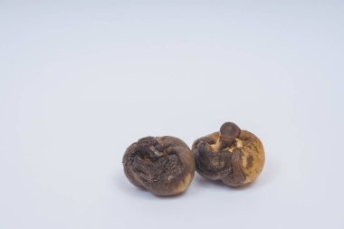 Beyaz bir arka planda şımarık mantar champignon. Kurutulmuş yenilebilir mantar. Gıdaların uygunsuz depolanması. Çürümüş eski Kraliyet şampanyaları