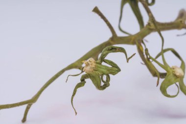 Domates olmadan beyaz bir arka planda domates Sprig. Domateslerin yeşil kısmı. Domates kültürünün kuru dalı.