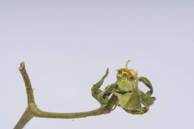 Domates olmadan beyaz bir arka planda domates Sprig. Domateslerin yeşil kısmı. Domates kültürünün kuru dalı.