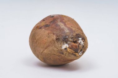 Eski patates yüzeyinde kalıplar ile mantar. Beyaz arka planda şımarık Patates yumru. Eski patates Tübleri üzerinde lahanası. Sebzelerin uygunsuz depolanması.