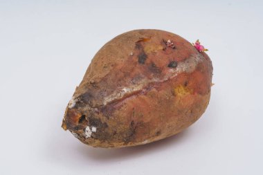 Eski patates yüzeyinde kalıplar ile mantar. Beyaz arka planda şımarık Patates yumru. Eski patates Tübleri üzerinde lahanası. Sebzelerin uygunsuz depolanması.