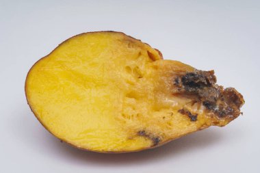 Beyaz bir arka planda bir kesim içinde şımarık Patates yumru. Çürümüş patates yarısını kesti. Sebzelerin uygunsuz depolanması.