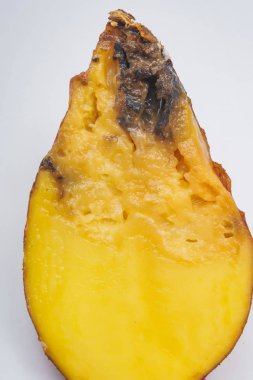 Beyaz bir arka planda bir kesim içinde şımarık Patates yumru. Çürümüş patates yarısını kesti. Sebzelerin uygunsuz depolanması.