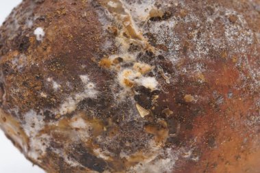 Eski patates yüzeyinde kalıplar ile mantar. Beyaz arka planda şımarık Patates yumru. Eski patates Tübleri üzerinde lahanası. Sebzelerin uygunsuz depolanması.