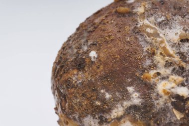 Eski patates yüzeyinde kalıplar ile mantar. Beyaz arka planda şımarık Patates yumru. Eski patates Tübleri üzerinde lahanası. Sebzelerin uygunsuz depolanması.