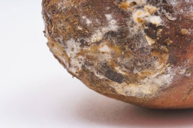 Eski patates yüzeyinde kalıplar ile mantar. Beyaz arka planda şımarık Patates yumru. Eski patates Tübleri üzerinde lahanası. Sebzelerin uygunsuz depolanması.