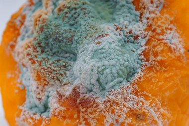 Sarı limon üzerinde mavi kalıp dokusu. Beyaz bir arka planda kalıp ile şımarık kurutulmuş limon. Narenciye üzerinde mavi-yeşil kalıp. Meyve üzerinde kalıp ile mantar