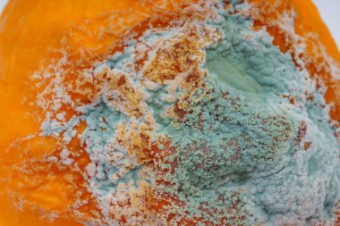 Sarı limon üzerinde mavi kalıp dokusu. Beyaz bir arka planda kalıp ile şımarık kurutulmuş limon. Narenciye üzerinde mavi-yeşil kalıp. Meyve üzerinde kalıp ile mantar