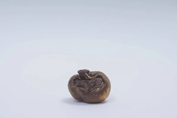 白い背景に甘やかされたキノコのシャンピニオン 乾燥非食用きのこ 食品の不適切な保管 腐った古い王室のシャンピニオン — ストック写真