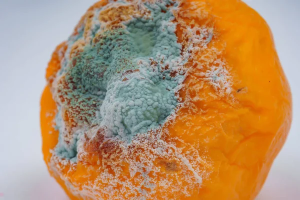 Texture of blue mold on a yellow lemon. Spoiled dried lemon with mold on a white background. Blue-green mold on citrus. Fungus with mold on fruit