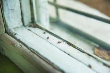 Eski ahşap bir pencerenin dokusu. Ölü böcekler pencerede yatıyor. Tiflis'teki eski ev. Pencerenin beyaz arka planında ölü hatalar.