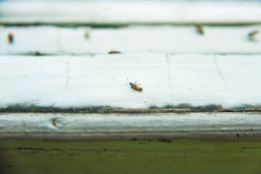 Eski ahşap bir pencerenin dokusu. Ölü böcekler pencerede yatıyor. Tiflis'teki eski ev. Pencerenin beyaz arka planında ölü hatalar.