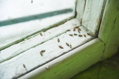 Eski ahşap bir pencerenin dokusu. Ölü böcekler pencerede yatıyor. Tiflis'teki eski ev. Pencerenin beyaz arka planında ölü hatalar.