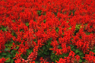 Çiçek yatağında kırmızı çiçekler. Georgia'da dinlenin. Çiçek yatakları ile şehir sokakları dekorasyon. Çiçek açan kırmızı tükürük.