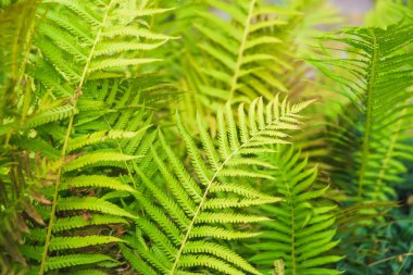 Yeşil eğrelti otunun çalıları. Georgia'da dinlenin. Yeşil çiçek yatakları ile şehir sokakları dekorasyon. Eğrelti otunun dokusu.