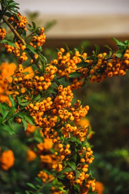 Çalı bitkisi deniz dikeni. Georgia'da dinlenin. Bir ağacın dallarında deniz dikeni sarı meyveleri. Tiflis şehrinde yürüyüş.