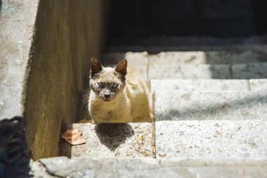 Mavi gözlü siyam kedisi. Georgia'da dinlenin. Sokak kedisi açık renk. Terk edilmiş evcil hayvan. Tiflis sokaklarında hayvanlar.