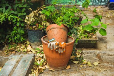 Seramik kaplarda bitkiler sokakta bulunmaktadır. Bahçe dekoru. Tiflis'teki eski ev. Gürcistan'da dinlenme.