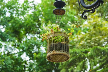 Askıda metal kafeslerde bitkiler. Bahçe dekor çiçekleri. Tiflis'teki eski ev. Georgia'da dinlenin. Bitkilerle asma hücreler.