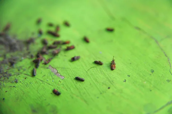 Textuur Van Het Oude Venster Dode Insecten Liggen Een Groene — Stockfoto