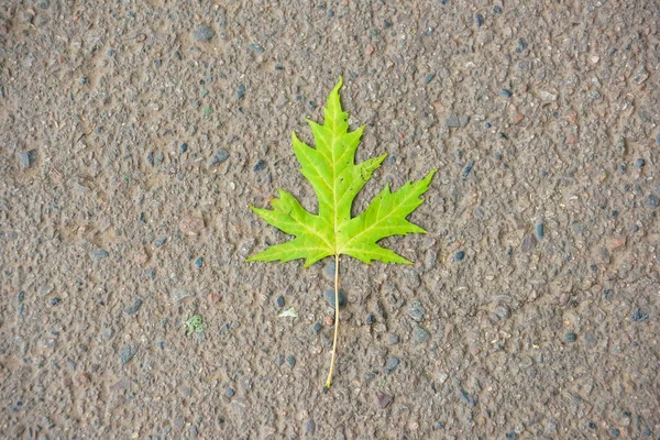 Groene Esdoorn Blad Achtergrond Van Grijs Asfalt Textuur Van Het — Stockfoto