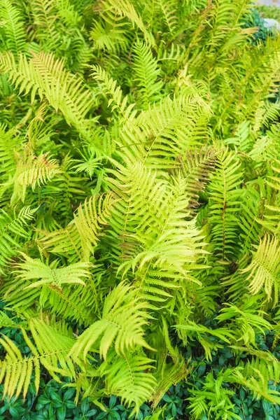 Bushes Green Fern Rest Georgia Decoration City Streets Green Flower — Stock Photo, Image