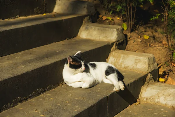 階段に横たわる黒と白の猫 ジョージアで休んでストリートキャット 捨てられたペットトビリシの路上の動物 — ストック写真