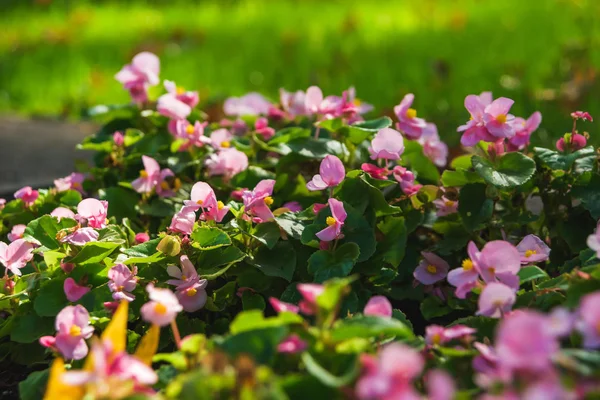 Fiori Rosa Nell Aiuola Riposa Georgia Decorazione Strade Della Città — Foto Stock