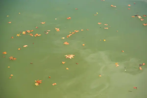 Hojas Amarillas Secas Superficie Del Río Descanse Georgia Paseo Por — Foto de Stock