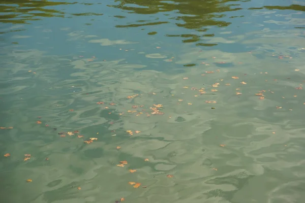 Hojas Amarillas Secas Superficie Del Río Descanse Georgia Paseo Por — Foto de Stock