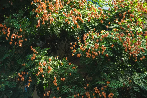 Πράσινη Υφή Δέντρου Στεγνά Φύλλα Περπατήστε Γύρω Από Την Πόλη — Φωτογραφία Αρχείου