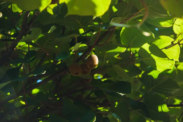 Árbol Verde Con Frutos Níspero Descanse Georgia Vegetación Ciudad Batumi —  Fotos de Stock