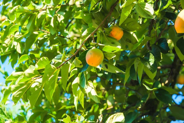 Green tree with mango fruits. Rest in Georgia. Vegetation in the city of Batumi. Yellow green mango fruits on a background of leaves.