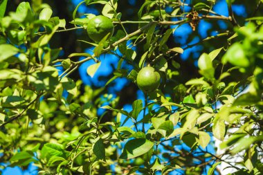 Kireç meyveli yeşil ağaç. Georgia'da dinlenin. Batum şehrinde bitki örtüsü. Narenciye bitkisi. Ağaçta yeşil kireçler.