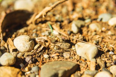 Kayaların üzerinde sürünen mavi kuyruklu kertenkele. Georgia'da dinlenin. Batum'da botanik bahçesi. Parkta Yürüyün.