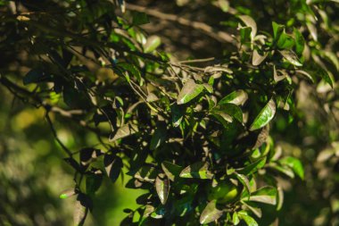 Yeşil mandalinalı ağaç. Batum'daki Botanik bahçesinin içinden yürüyün. Georgia'da dinlenin. Gürcü mandalinaları.