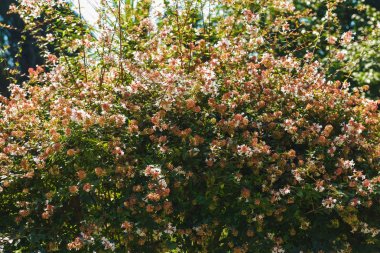 Beyaz çiçeklerle çalı bitkisi. Batum'da botanik bahçesi. Georgia'da dinlenin. Parkta yürü. Botanik bahçesinde bitki.