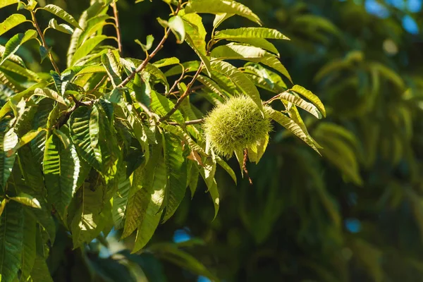 Árvore Verde Com Frutos Castanha Espinhosos Descanse Geórgia Vegetação Cidade — Fotografia de Stock