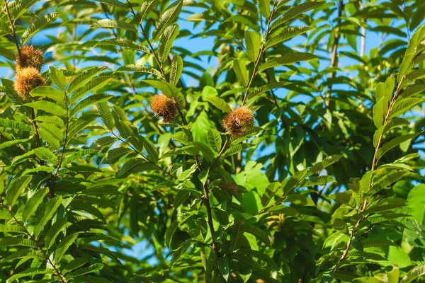 Árvore Verde Com Frutos Castanha Espinhosos Descanse Geórgia Vegetação Cidade — Fotografia de Stock