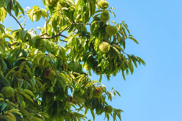 과일을 나무입니다 조지아에서 바투미 밤나무 — 스톡 사진