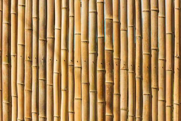 Textura Valla Bambú Paseo Por Jardín Botánico Batumi Descanse Georgia —  Fotos de Stock