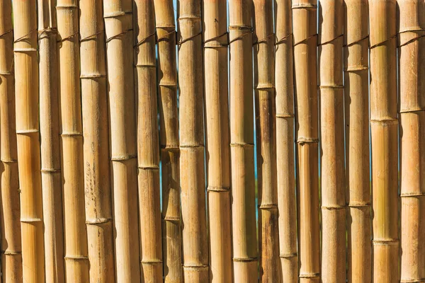 Texture Bamboo Fence Walk Botanical Garden Batumi Rest Georgia Environmentally — Stock Photo, Image